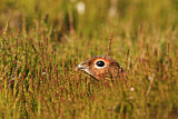 Image. Red Grouse