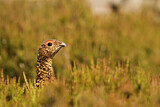 Image. Red Grouse