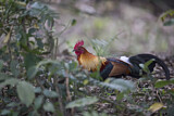 Image. Red Junglefowl