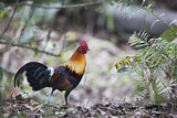 Image. Red Junglefowl