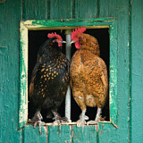 Image. Red Junglefowl