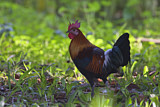 Image. Red Junglefowl