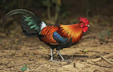 Image. Red Junglefowl
