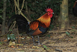Image. Red Junglefowl