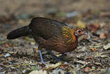 Image. Red Junglefowl