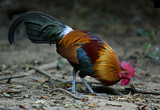 Image. Red Junglefowl