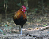 Image. Red Junglefowl
