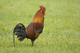 Image. Red Junglefowl