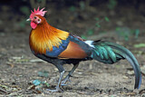 Image. Red Junglefowl