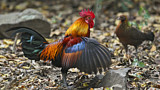 Image. Red Junglefowl