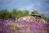 Image. Red Kite