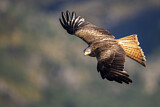 Image. Red Kite