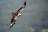 Image. Red Kite
