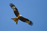 Image. Red Kite