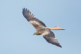 Image. Red Kite