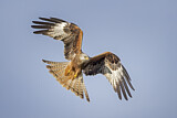 Image. Red Kite