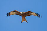 Image. Red Kite