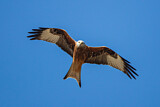 Image. Red Kite