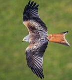 Image. Red Kite