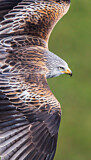 Image. Red Kite