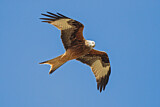 Image. Red Kite