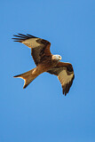 Image. Red Kite