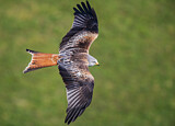 Image. Red Kite
