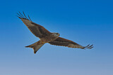 Image. Red Kite