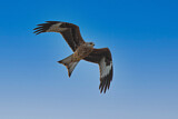 Image. Red Kite