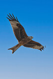 Image. Red Kite