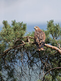 Image. Red Kite