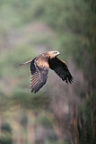 Image. Red Kite