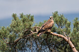 Image. Red Kite