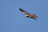 Image. Red Kite