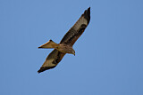 Image. Red Kite