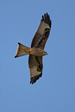 Image. Red Kite