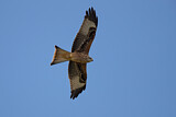 Image. Red Kite