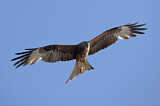 Image. Red Kite