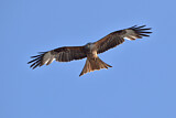 Image. Red Kite