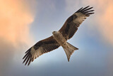 Image. Red Kite