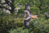 Image. Red Kite