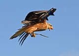 Image. Red Kite