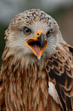 Image. Red Kite