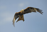 Image. Red Kite