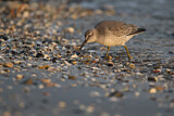 Image. Red Knot