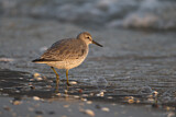 Image. Red Knot