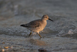 Image. Red Knot
