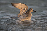 Image. Red Knot