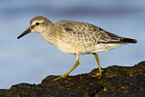Image. Red Knot