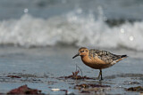 Image. Red Knot